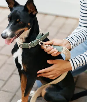 Pack Collar y Correa Vegano Verde, Corda